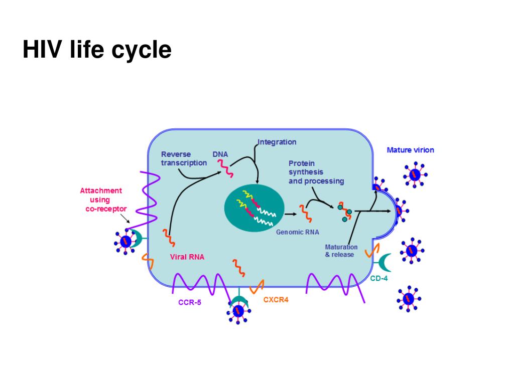 Hiv Life Cycle Powerpoint
