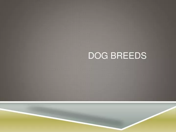 dog breeds n.