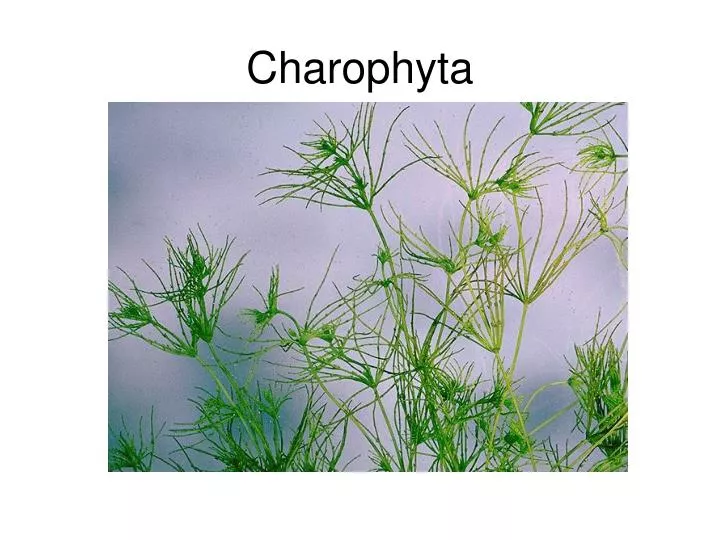 Charophyta - Alchetron, The Free Social Encyclopedia