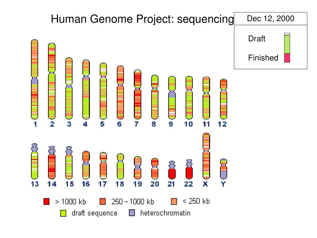 Расшифрованные геномы. Проект геном человека. Расшифровка человеческого генома. Международный проект геном человека. Программа геном человека.