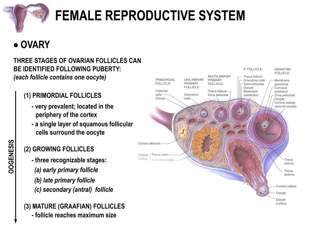 Женская половая система биология. Репродуктивная система. Женская репродуктивная система. Женская половая/система строение. Reproductive System презентация.