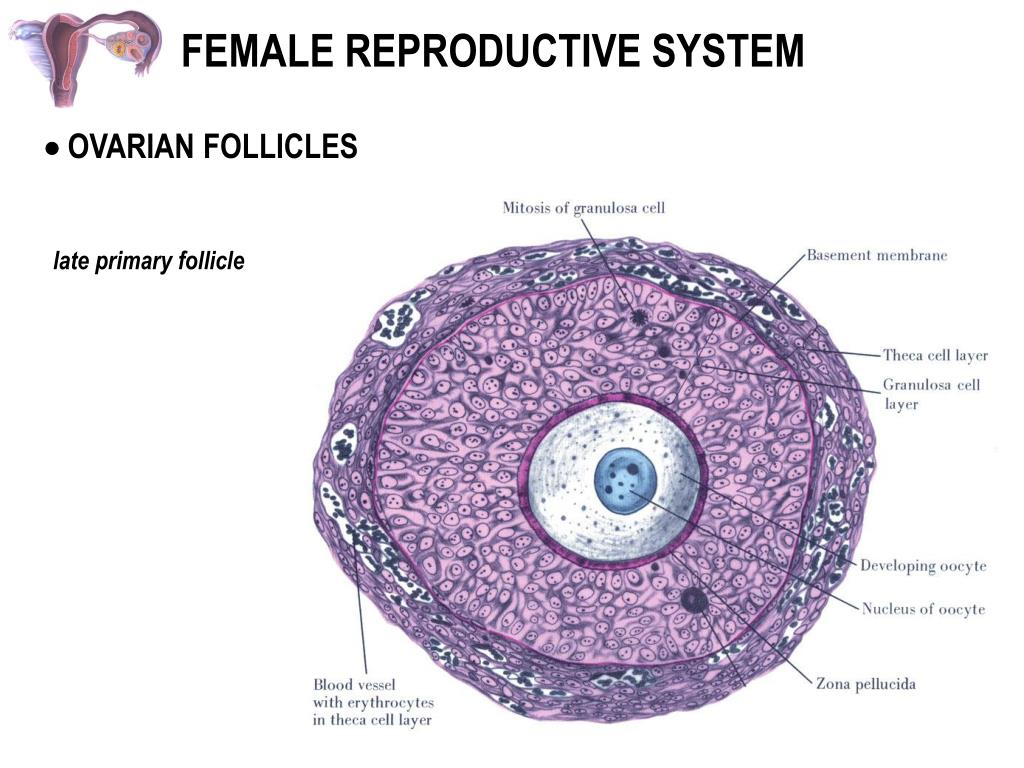 Что составляет основу репродуктивной системы. Строение репродуктивной системы человека. Строение женской репродуктивной системы. Анатомия и физиология репродуктивной системы. Репродуктивная система схема.