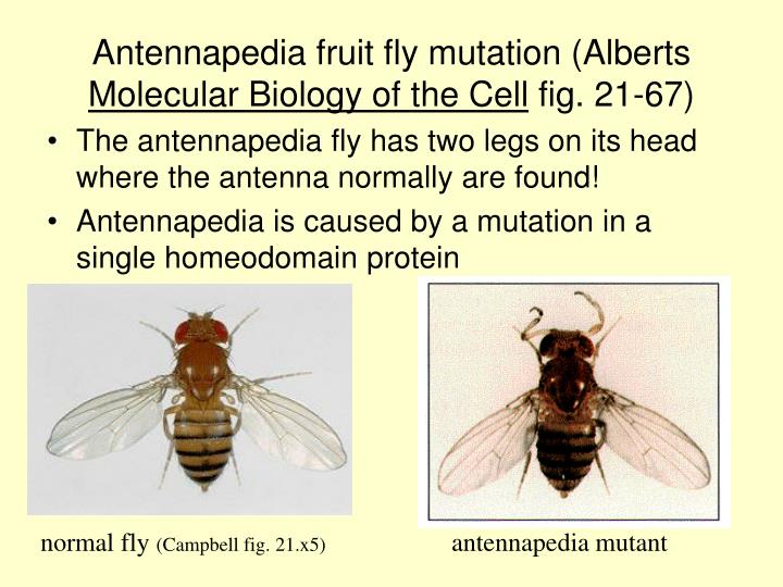 fruit fly mutation experiment