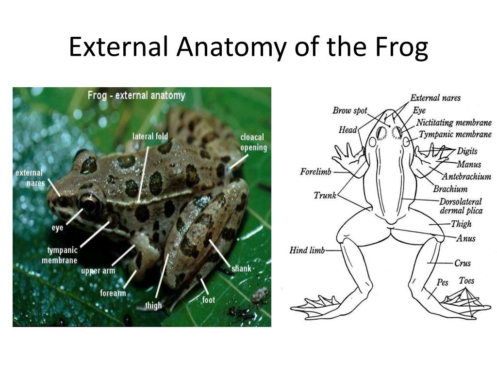 ppt-frog-body-parts-and-functions-know-the-terms-in-green-powerpoint-presentation-id-664728