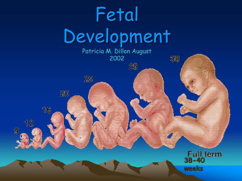 PPT - Fetal Development PowerPoint Presentation, free ...