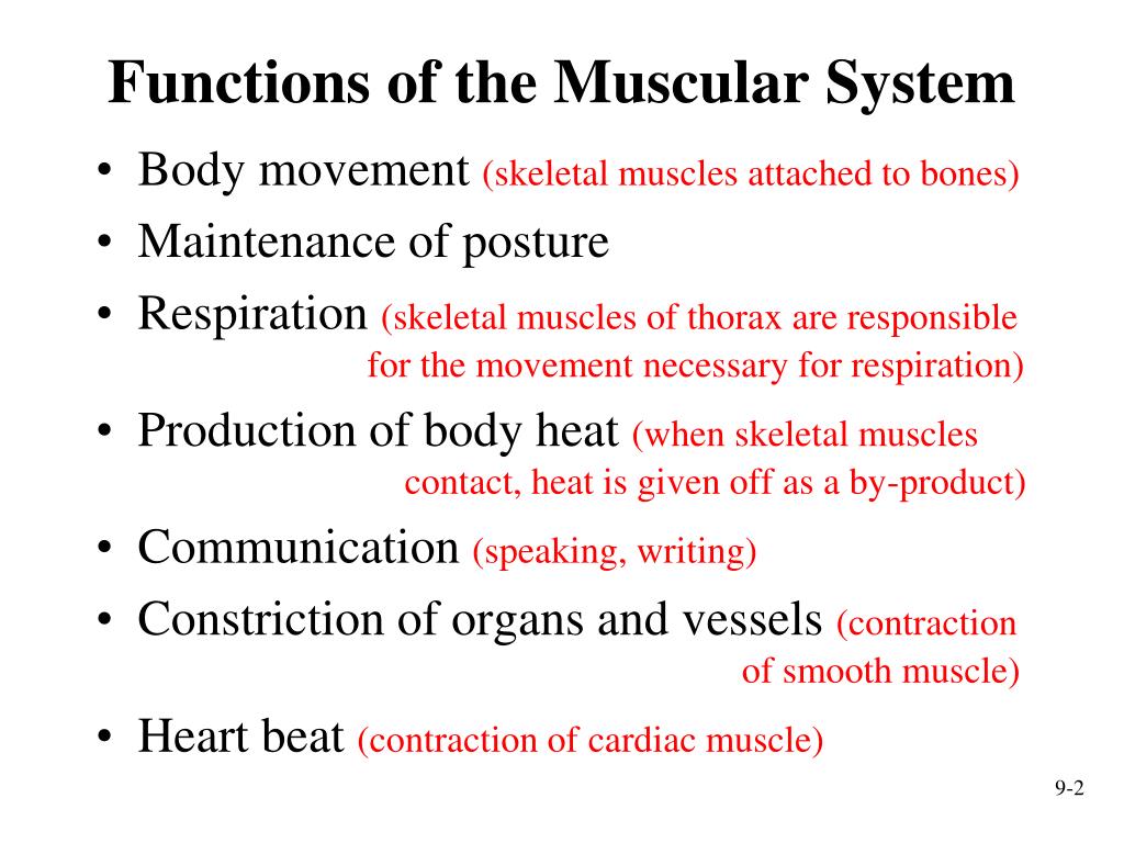 PPT - Muscular System: Histology and Physiology PowerPoint Presentation