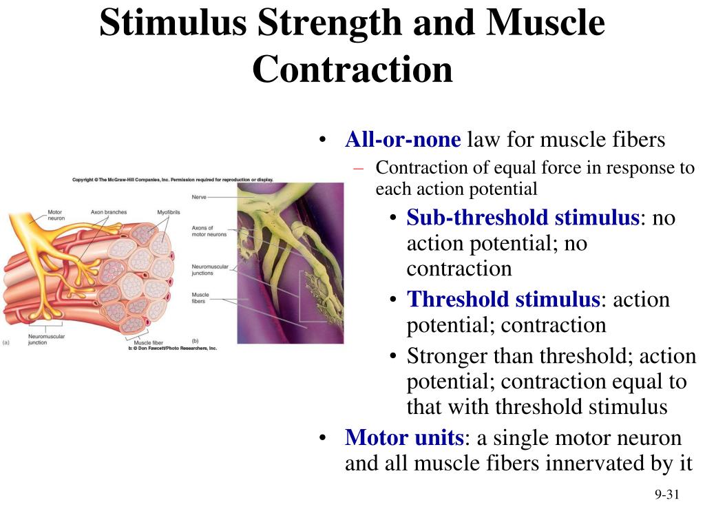 stimulus strength and muscle contraction.