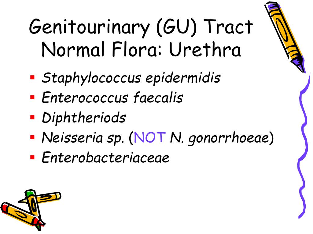 PPT Normal Flora PowerPoint Presentation, free download ID666650