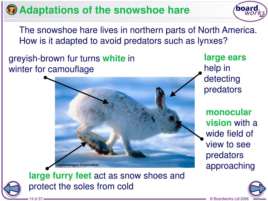 96-best-ideas-for-coloring-arctic-hare-behavioral-adaptations