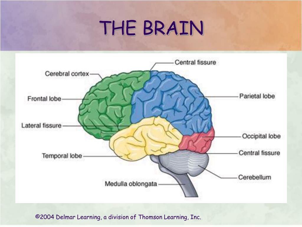 PPT - CENTRAL NERVOUS SYSTEM PowerPoint Presentation, free download ...