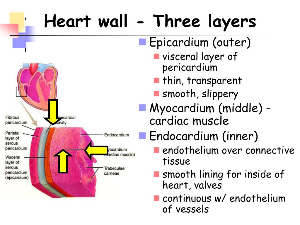 assignment on heart slideshare