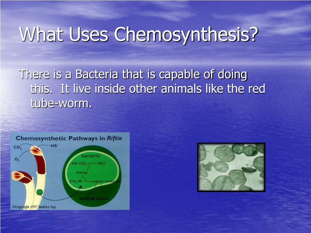 Chemosynthetic organisms examples Chemosynthetic organisms examples picture