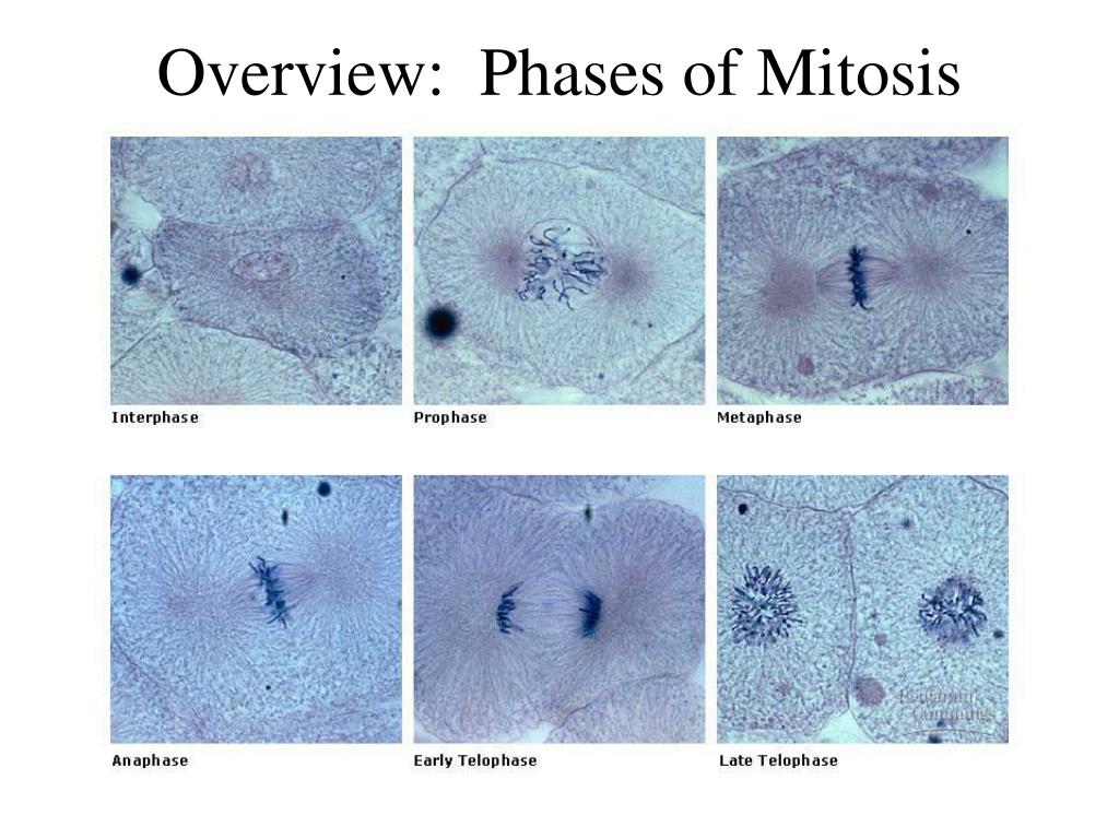 PPT - Cell Cycle and Mitosis PowerPoint Presentation, free download ...