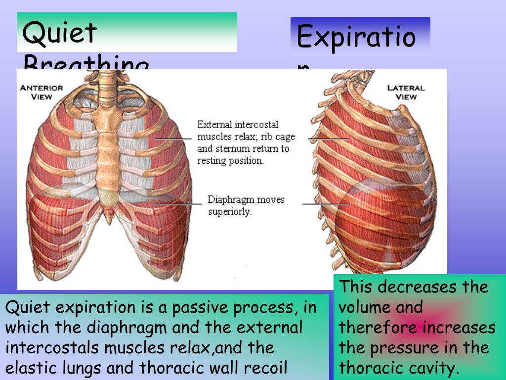 PPT Pulmonary Ventilation PowerPoint Presentation Free Download ID ppt-pulmonary-ventilation-powerpoint-presentation-free-download-id