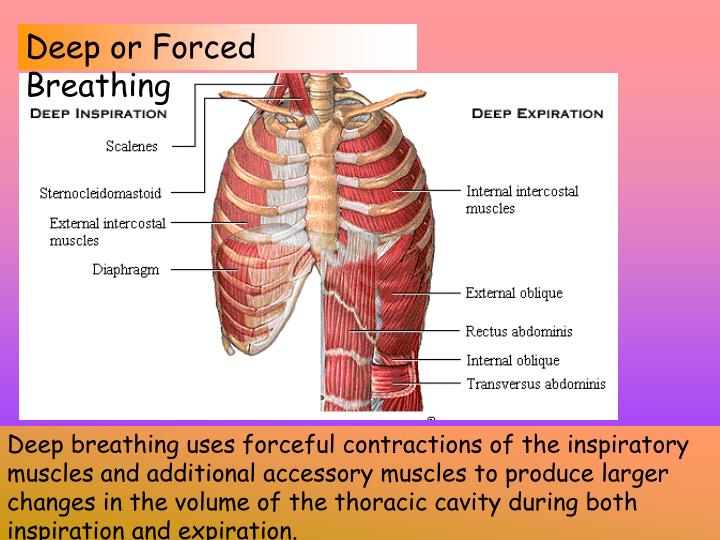 PPT Pulmonary Ventilation PowerPoint Presentation ID668811