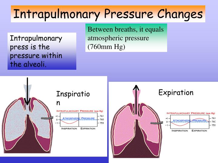 PPT Pulmonary Ventilation PowerPoint Presentation ID668811