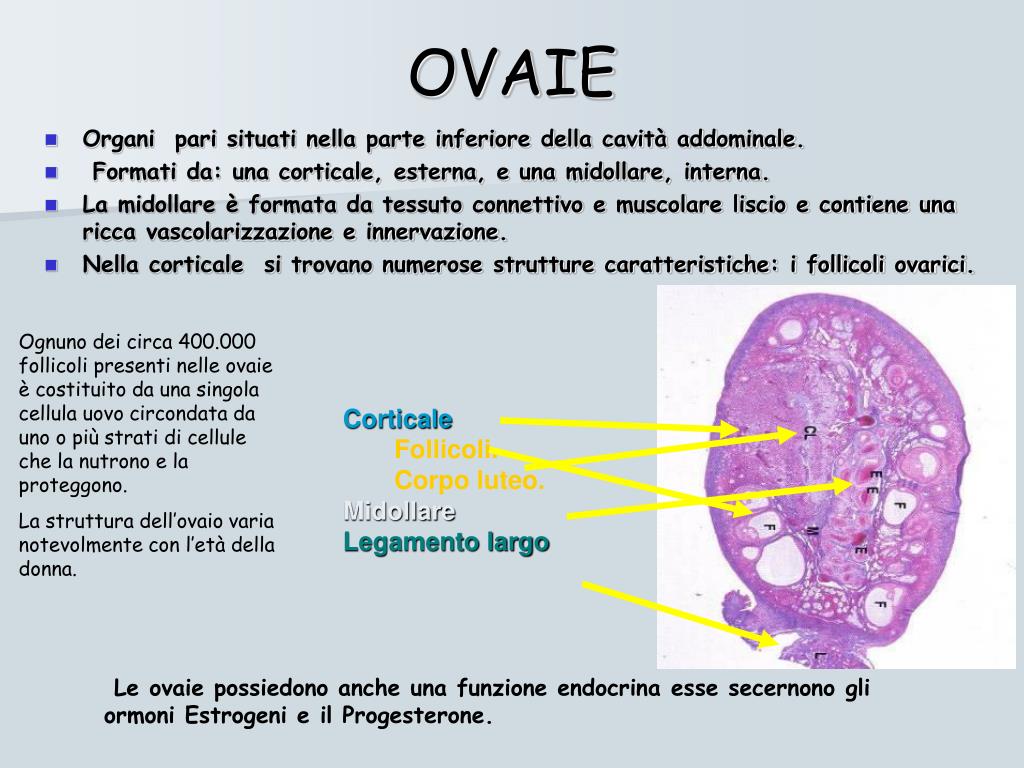 PPT APPARATO RIPRODUTTORE PowerPoint Presentation Free Download ID 