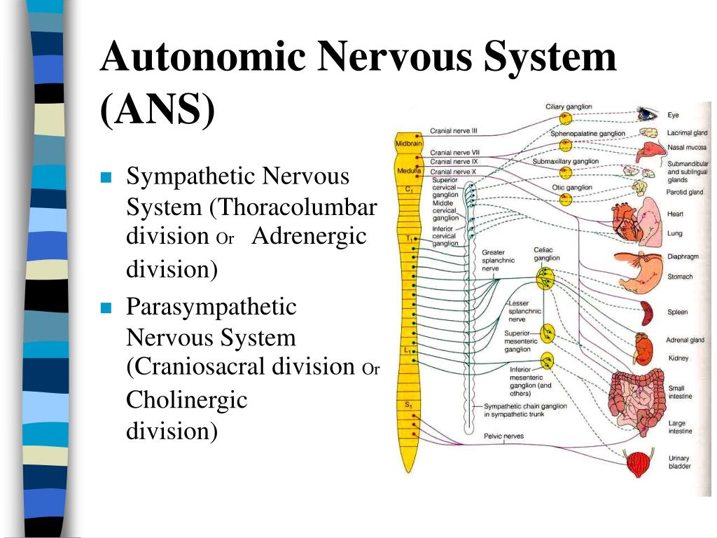 The Autonomic Nervous System – Poster Anatomico 50x66 Cm, Carta Pesante, Prodotto Negli USA