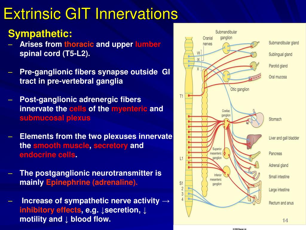PPT - General principles of gastrointestinal system function PowerPoint