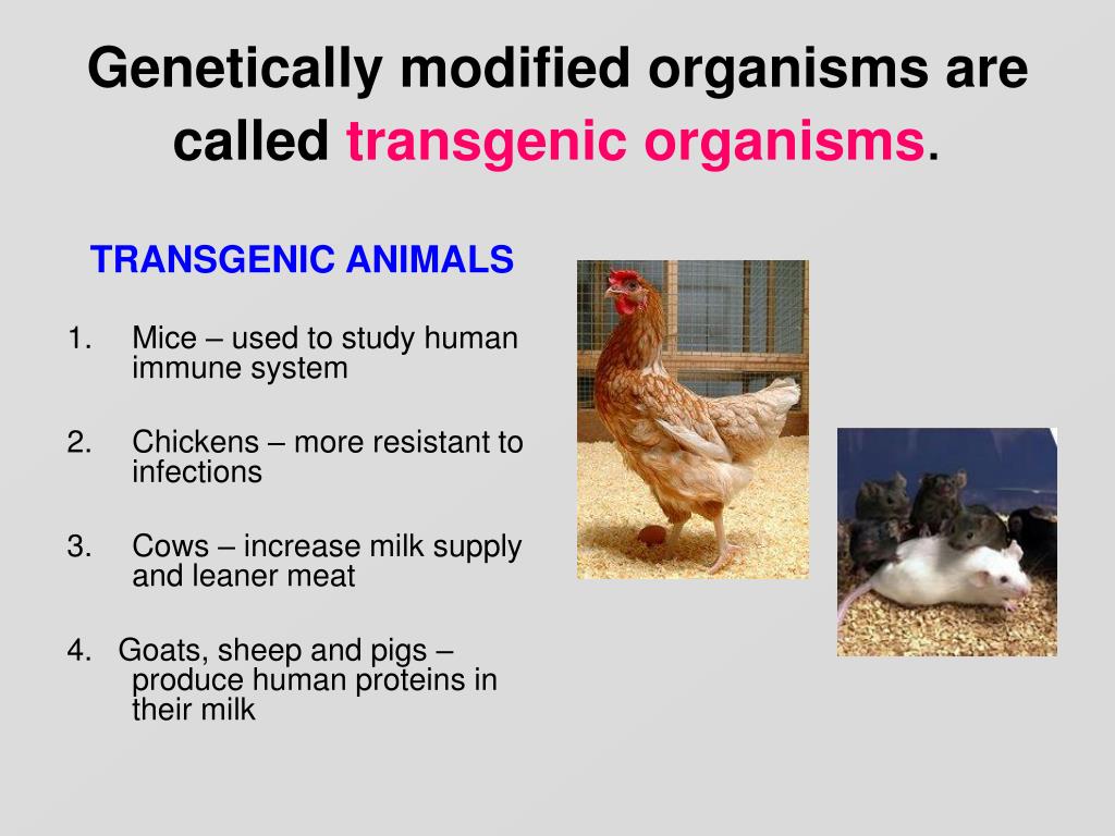 A Transgenic Organism Is: : genetic engineering : Transgenic is the