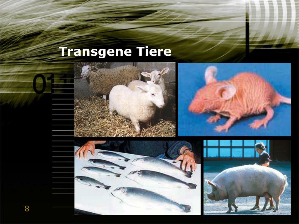 PPT - Transgene Tiere PowerPoint Presentation, free download - ID:671225