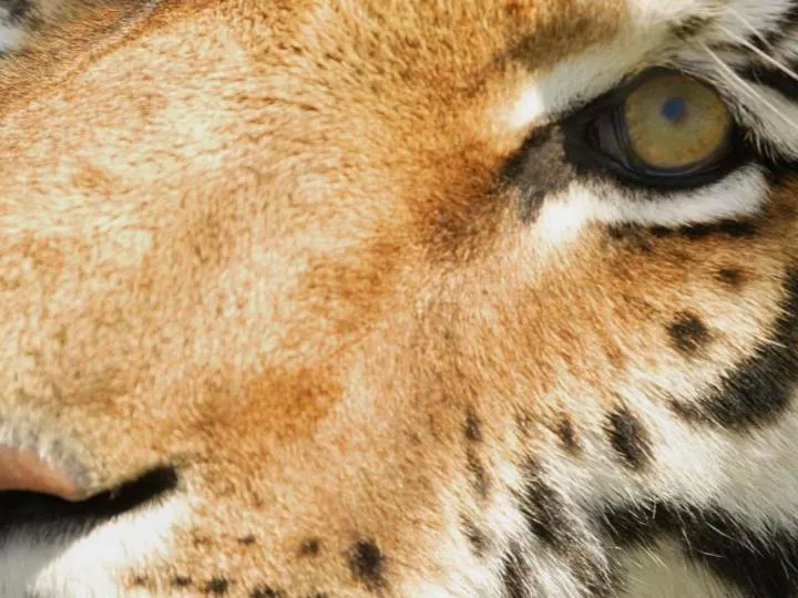 PPT Oscar Smith High School PowerPoint Presentation, free download