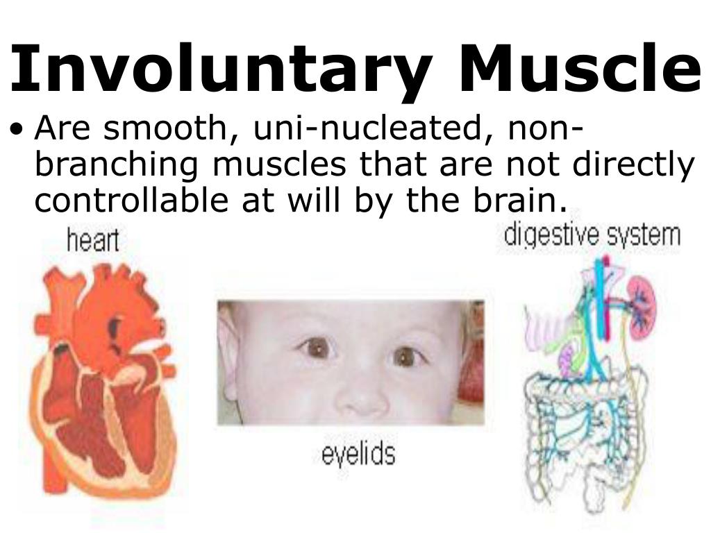 PPT - 7th Grade Unit 5: The Structure and Function of Body Systems