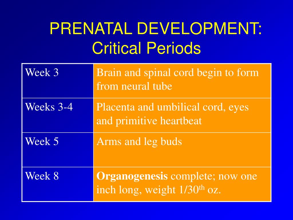 Ppt Stages Of Prenatal Development Powerpoint Presentation Free Download Id671610 