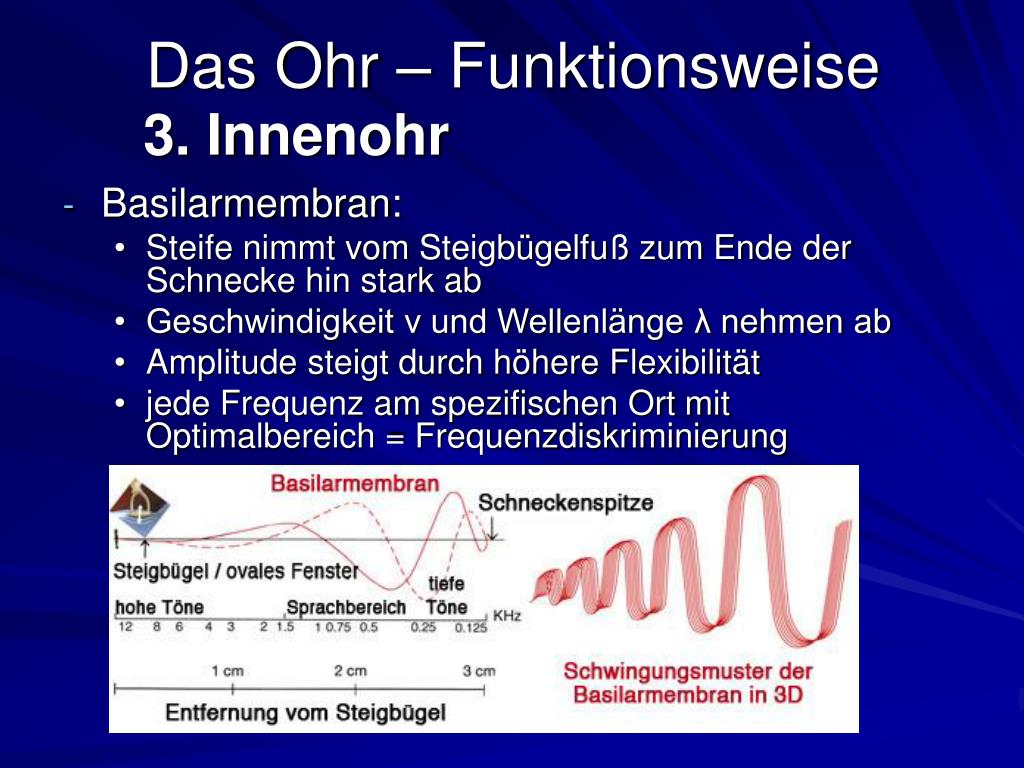 PPT - Das Ohr Aufbau und Funktionsweise PowerPoint Presentation, free  download - ID:673040