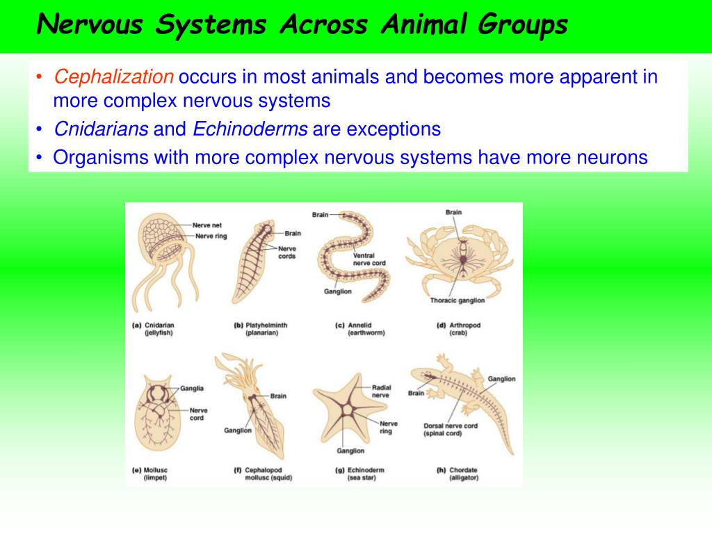 System animal. Нервная система животных сравнение. Типы нервной системы у животных. Нервная система растения и животные. Animal nervous System.