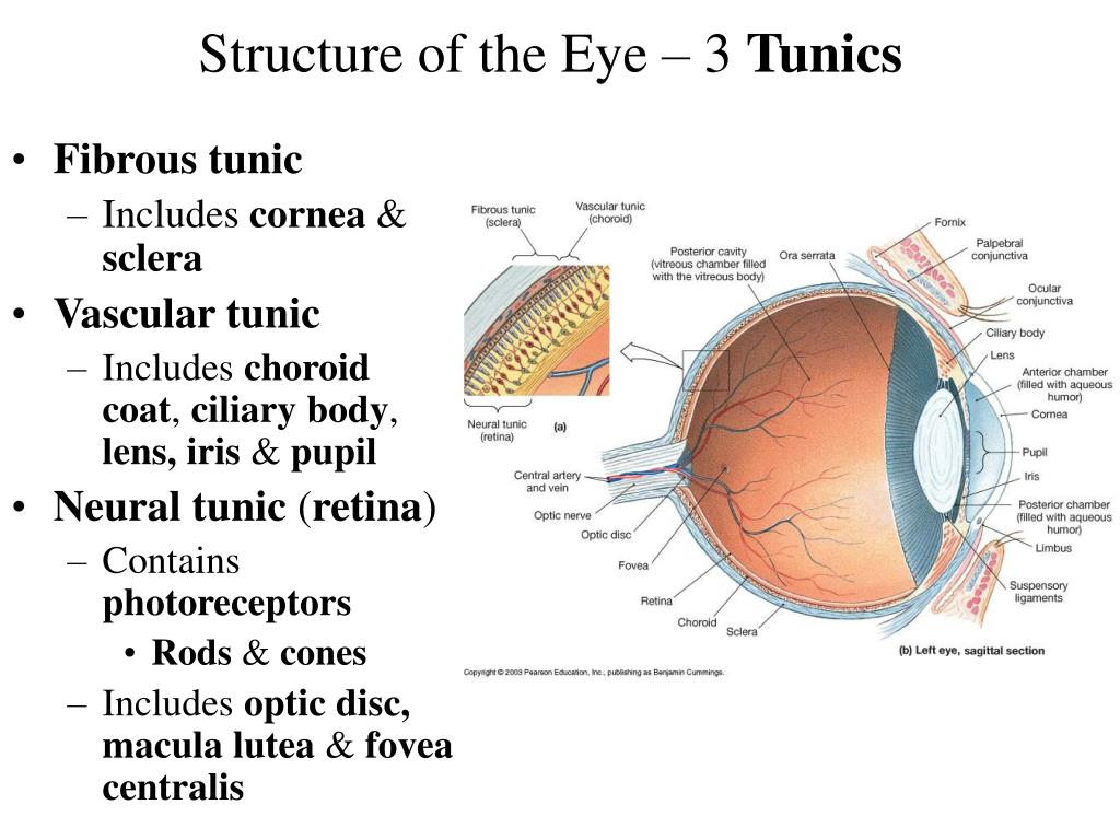 which of the following is a part of the fibrous tunic of the eye?