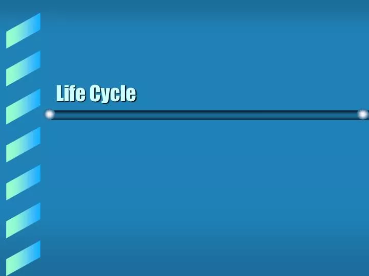 life cycle n.