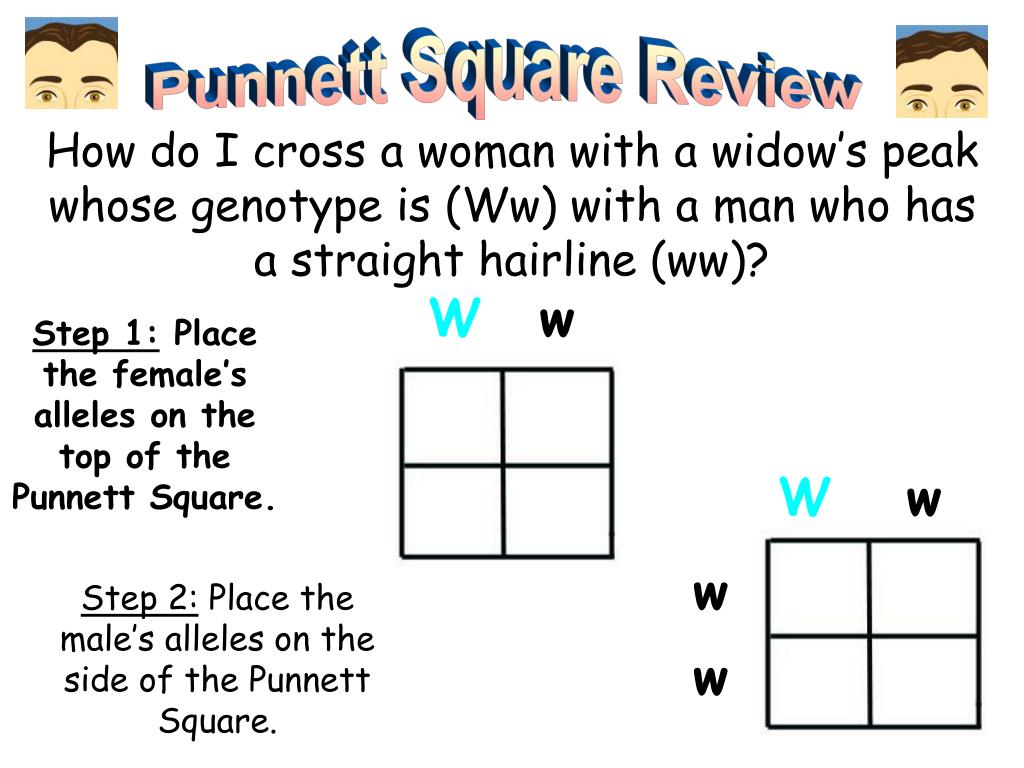 Ppt How Do You Do A Punnett Square Powerpoint Presentation Free