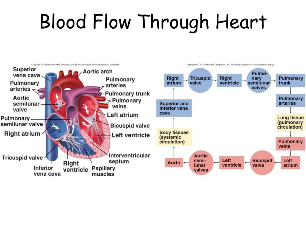 PPT - Trace the pathway of blood ( )through the body using ...