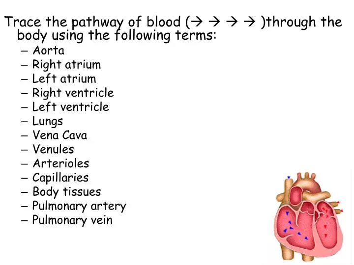 PPT - Trace the pathway of blood ( )through the body using the