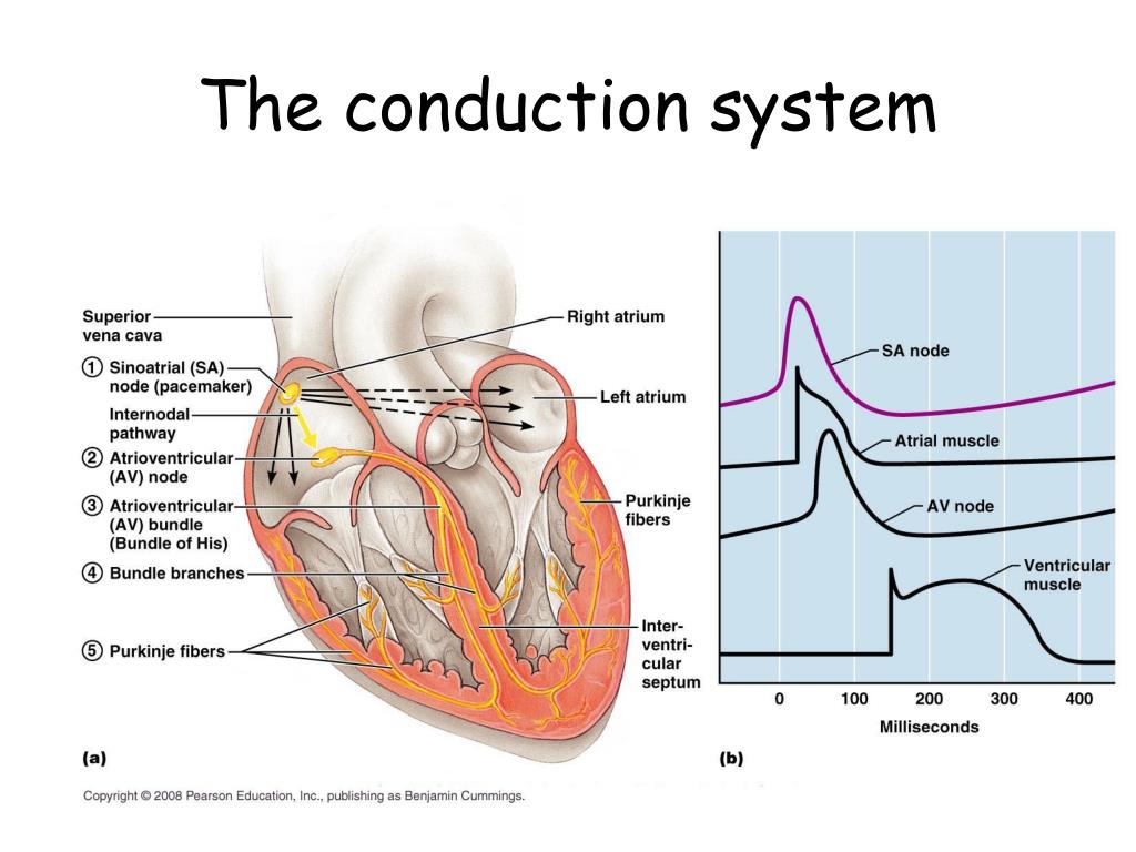 Сердце порядка. Пейсмейкер это физиология. Пейсмейкер сердца. Пейсмейкер клетки. Atrioventricular (av) node.