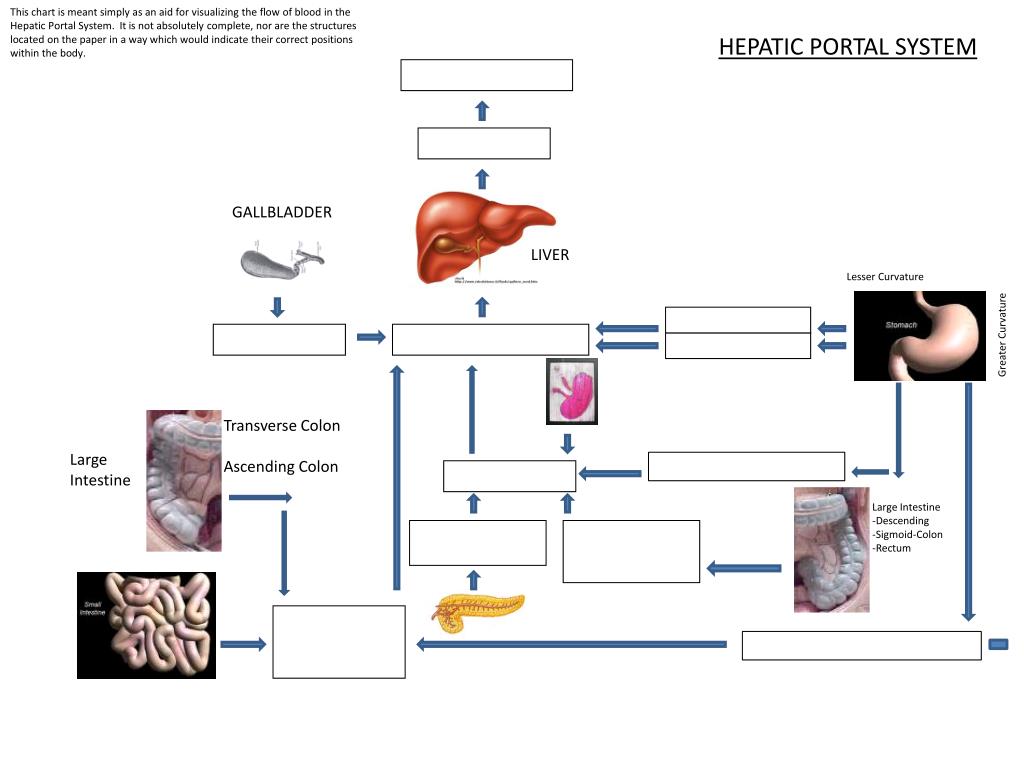 Diagram and Wiring: Flow Chart Hepatic Portal Circulation