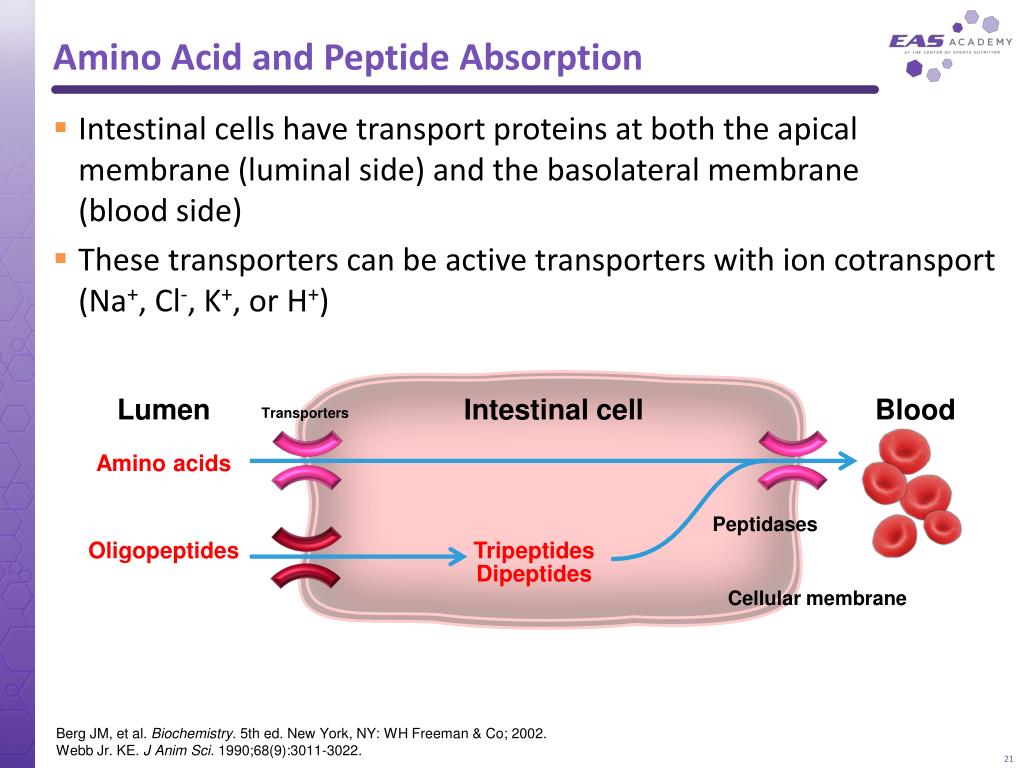 PPT Protein and Amino Acids in Sports Nutrition