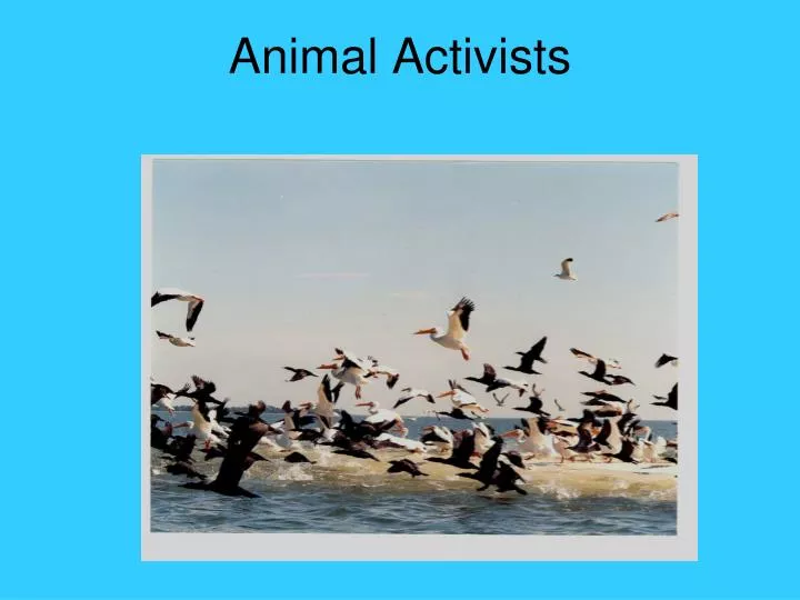 PPT - Animal Activists PowerPoint Presentation, free download - ID:68121