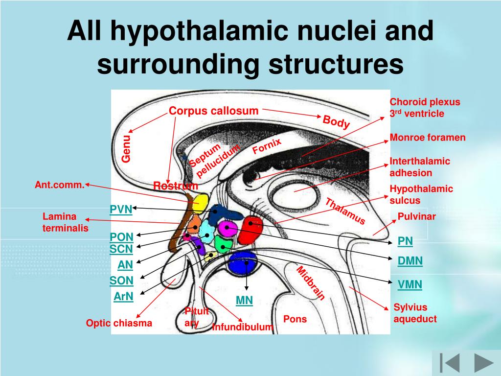 Ppt The Interactive Hypothalamus 1 Powerpoint Presentation Free Download Id 681290