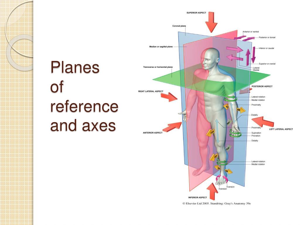 Три оси человека. Плоскости человека в анатомии. Анатомические плоскости и оси. Оси и плоскости тела человека. Оси человека анатомия.