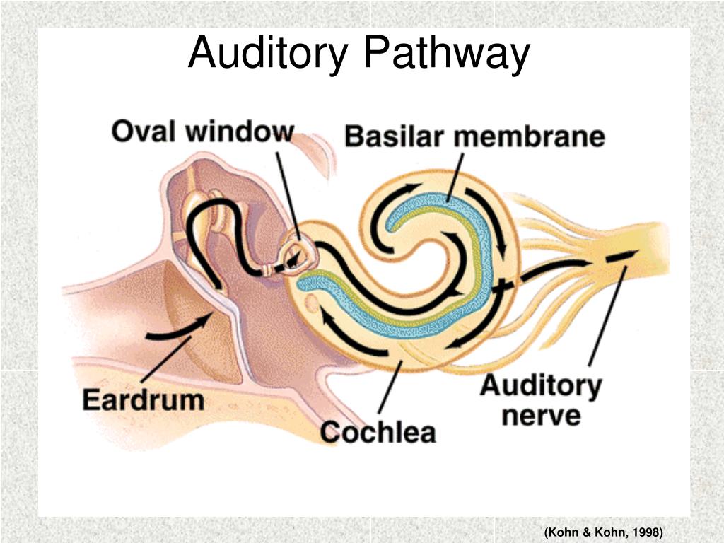 auditory pathway steps auditory pathway steps