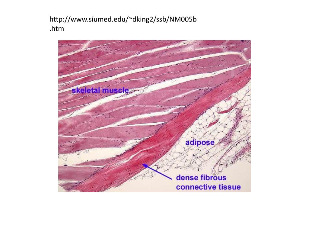 Nail matrix/bed specimen. (A) Longitudinal lesion with distal... | Download  Scientific Diagram