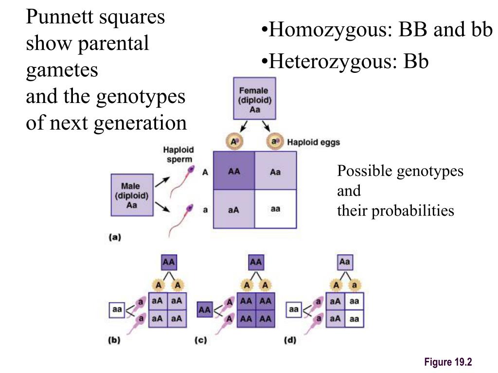 What Is A Punnett Square And Why Is It Useful In Genetics Sex Linked