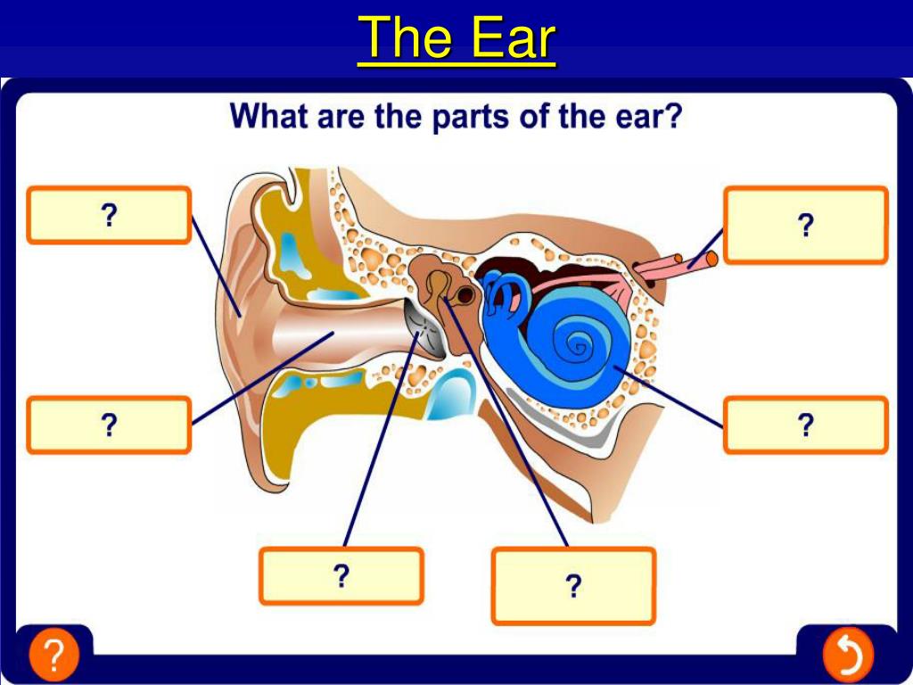 Ppt 8l 3 how do we hear sounds powerpoint presentation free