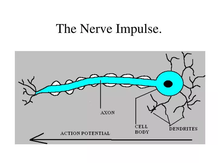 the nerve impulse n.