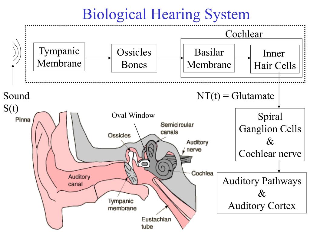 Hear system. Аппарат Cochlear кохлеарный Cochlear. Auditory ossicles. Auditory Bones. Auditory Pathway.