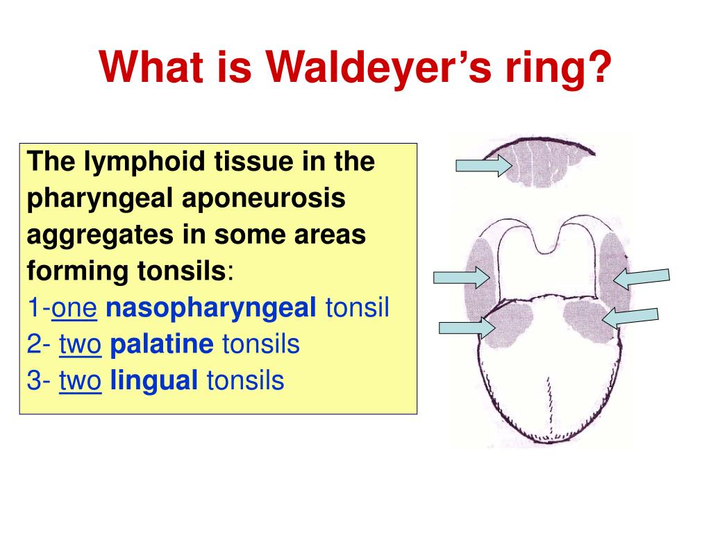 what is waldeyer s ring l