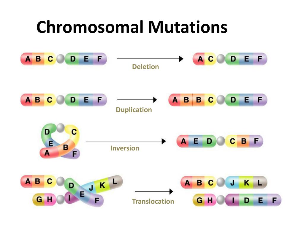 Types Of Chromosomal Mutations Inversion Activity 4 Part B Types Of Chromosomal Mutations Inversion Activity 4 Part B