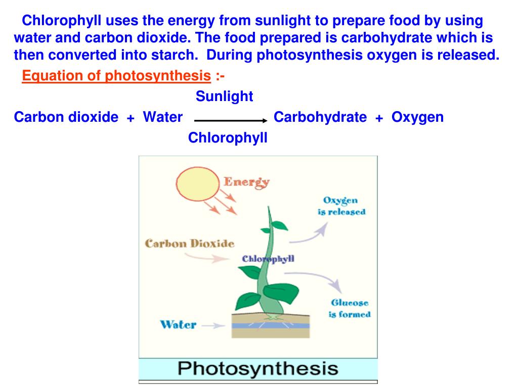 PPT CHAPTER 1 NUTRITION IN PLANTS PowerPoint
